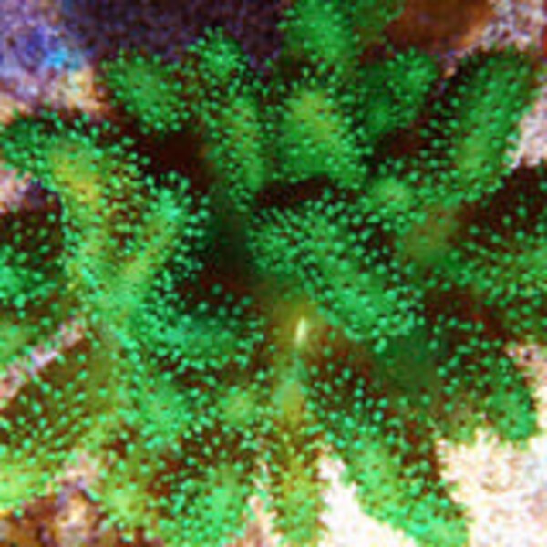  Green Lobophytum