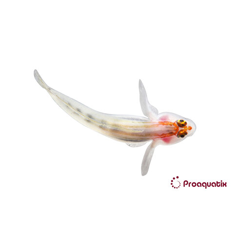 Red Head Goby ( Elacatinus puncticulatus )