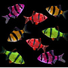 Tiger Barb Glofish