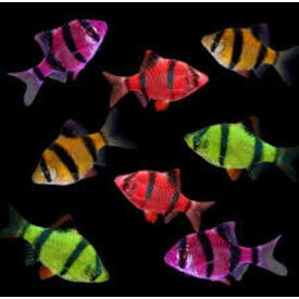  Tiger Barb Glofish