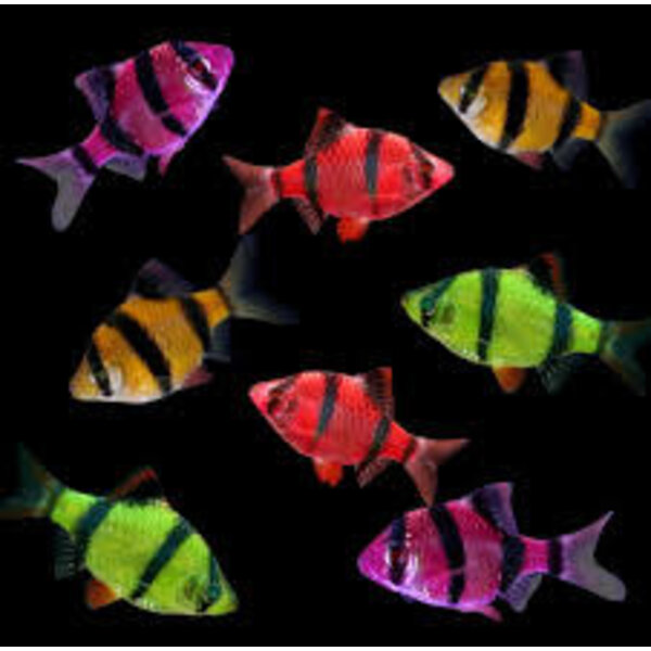  Tiger Barb Glofish