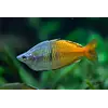 Boesemani's Rainbowfish ( Melanotaenia boesemani  )