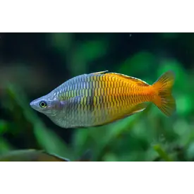  Boesemani's Rainbowfish ( Melanotaenia boesemani  )