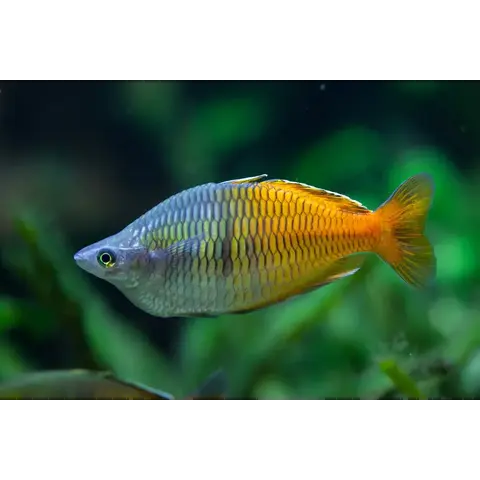 Boesemani's Rainbowfish ( Melanotaenia boesemani  )