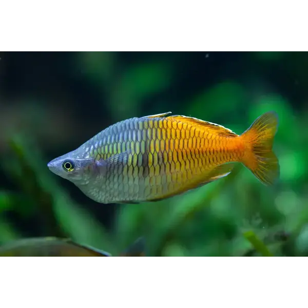  Boesemani's Rainbowfish ( Melanotaenia boesemani  )