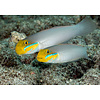 Yellowheaded Sleeper Goby ( Valenciennea strigata )
