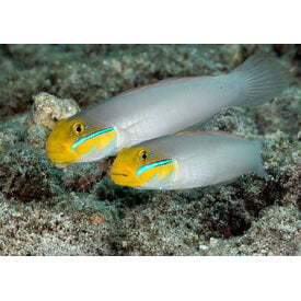  Yellowheaded Sleeper Goby ( Valenciennea strigata )