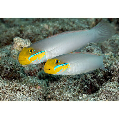 Yellowheaded Sleeper Goby ( Valenciennea strigata )
