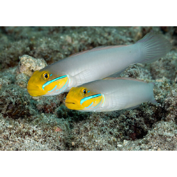  Yellowheaded Sleeper Goby ( Valenciennea strigata )