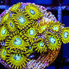 Pikachu Zoa Frag
