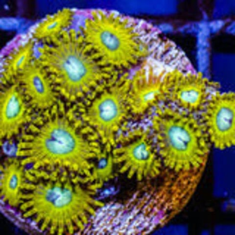 Pikachu Zoa Frag
