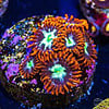 Alpha Omega Zoanthid Frag