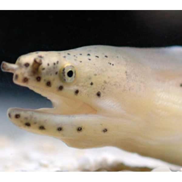  White Ribbon Eel