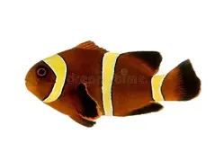 Clownfish