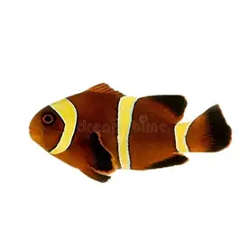 Proaquatix Gold Stripe Maroon (tank bred)