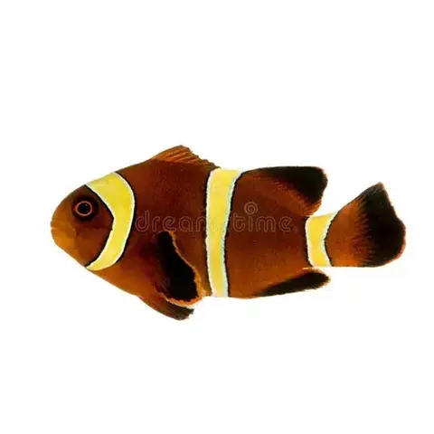 Gold Stripe Maroon (tank bred)