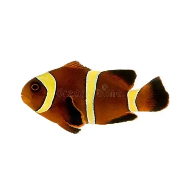 Proaquatix Gold Stripe Maroon (tank bred)