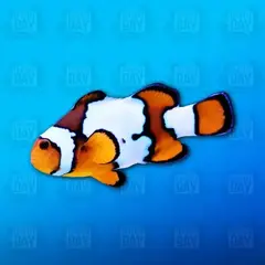 Proaquatix