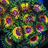Little Shop Of Horrors Zoa