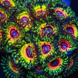  Little Shop Of Horrors Zoa