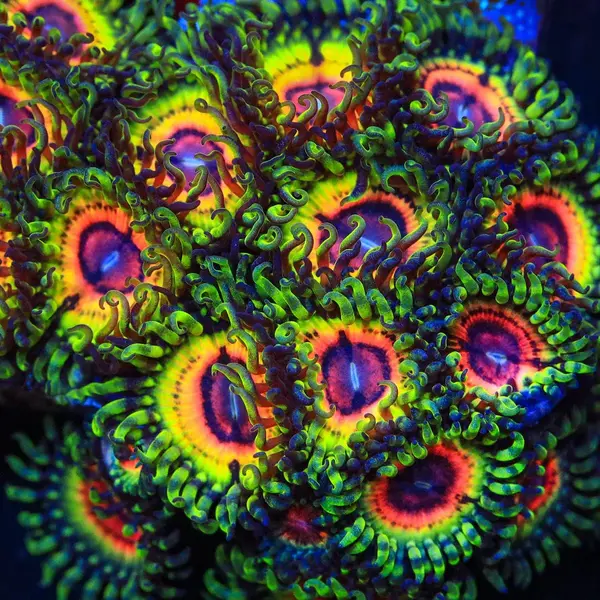  Little Shop Of Horrors Zoa