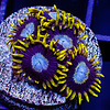 Ice King Zoa Frag