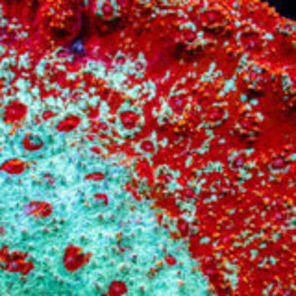  Red and Green Chalice Frag