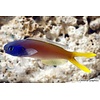 Blueheaded TileFish ( HOPLOLATILUS STARCKY )