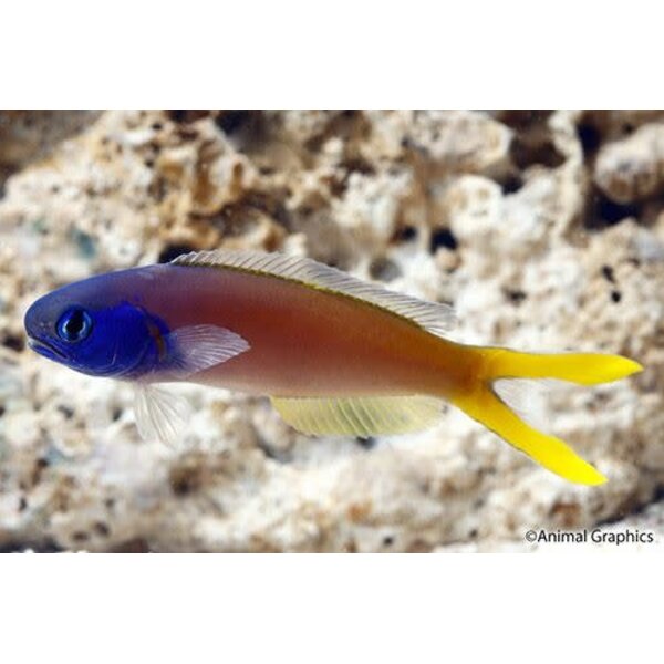  Blueheaded TileFish ( HOPLOLATILUS STARCKY )