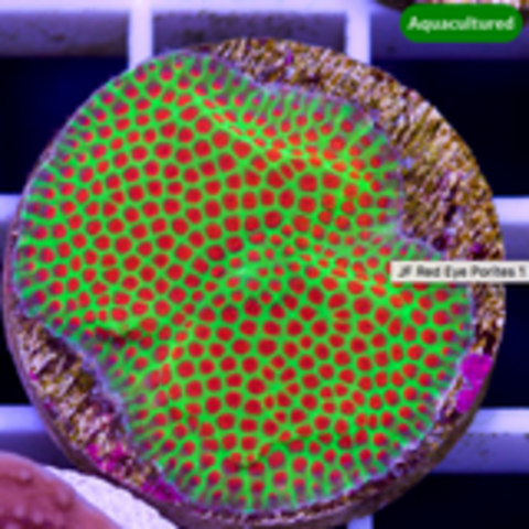 Red Eye Porites Frag