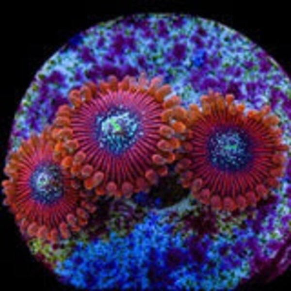  OG Magician Zoa Frag