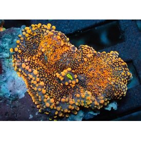  24K Yuma Mushroom