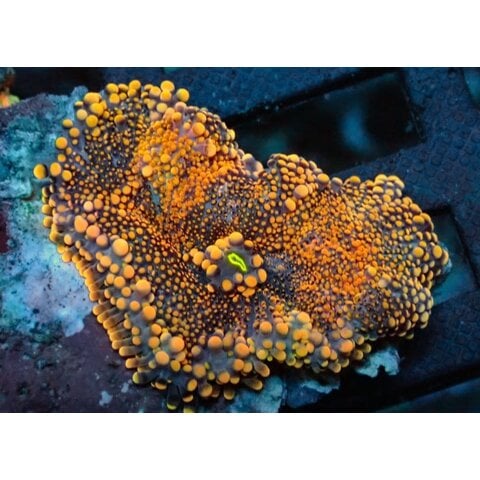 24K Yuma Mushroom