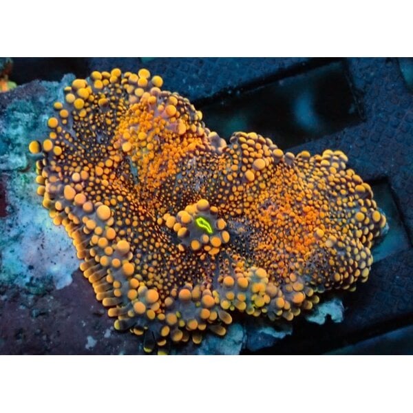  24K Yuma Mushroom