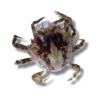Pitho Crab