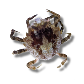  Pitho Crab