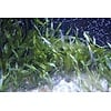 Blade Calurpa ( Caulerpa prolifera )