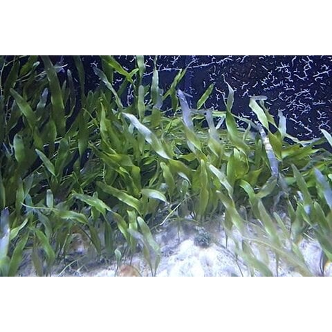 Blade Calurpa ( Caulerpa prolifera )