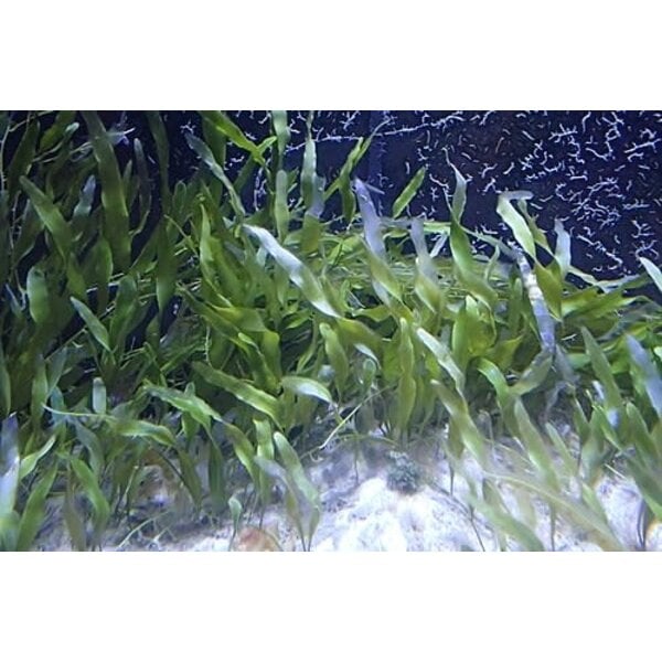  Blade Calurpa ( Caulerpa prolifera )