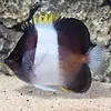 Black Pyramid Butterfly ( Hemitaurichthys zoster )