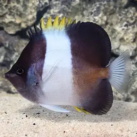  Black Pyramid Butterfly ( Hemitaurichthys zoster )