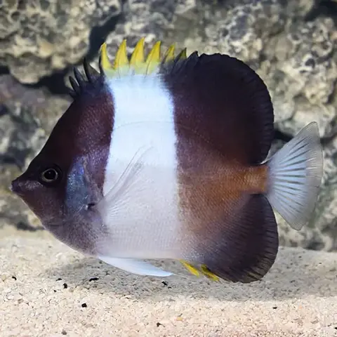 Black Pyramid Butterfly ( Hemitaurichthys zoster )