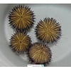White Urchin Black Spine ( Salmacis sp )