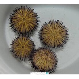  White Urchin Black Spine ( Salmacis sp )