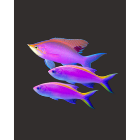  Purple Queen Anthias Trio