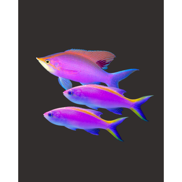  Purple Queen Anthias Trio
