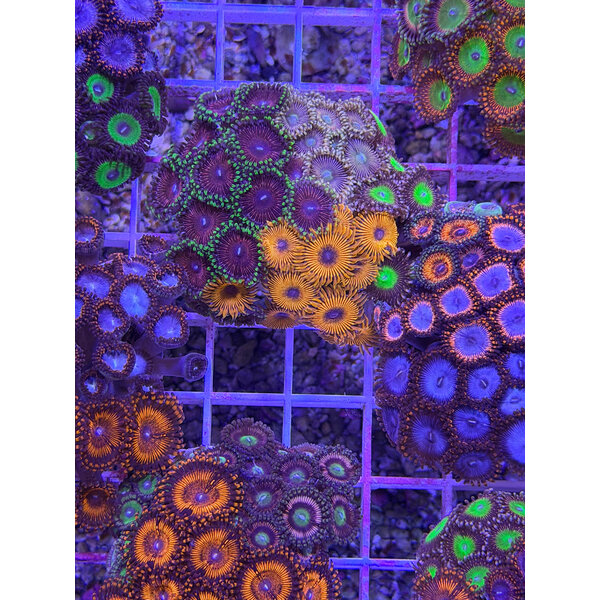  Mixed Zoa Rock