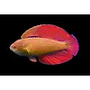 8 Line Flasher Wrasse