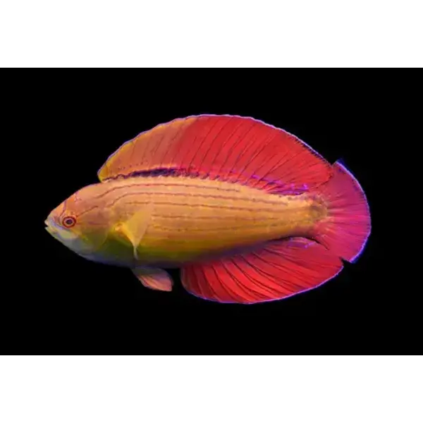  8 Line Flasher Wrasse