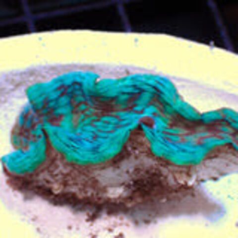 Tridacna Squamosa Clam